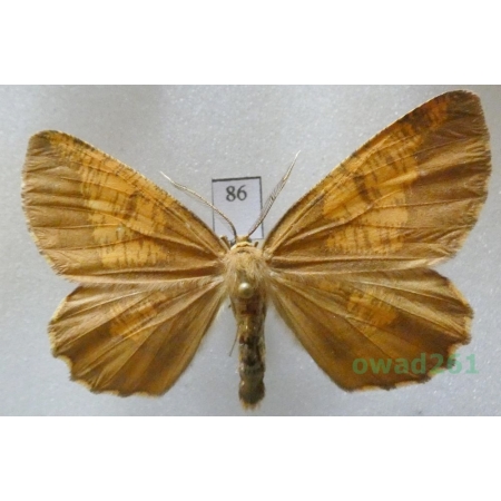 Angerona prunaria (Linnaeus, 1758) male Czech86